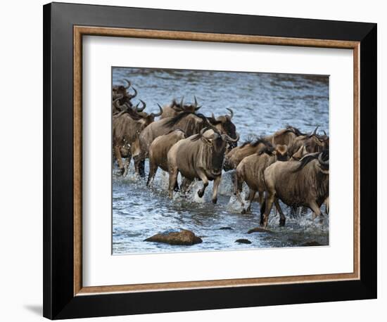 White-Bearded Wildebeest, Masai Mara Game Reserve, Kenya-Joe & Mary Ann McDonald-Framed Photographic Print