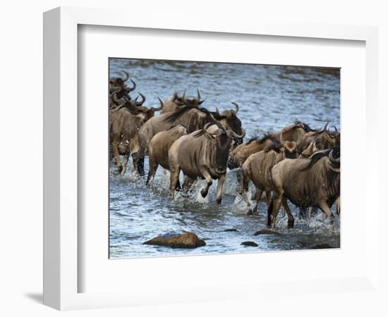 White-Bearded Wildebeest, Masai Mara Game Reserve, Kenya-Joe & Mary Ann McDonald-Framed Photographic Print