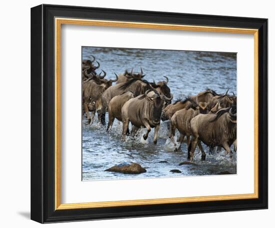 White-Bearded Wildebeest, Masai Mara Game Reserve, Kenya-Joe & Mary Ann McDonald-Framed Photographic Print