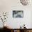 White Beauties-Heidi Westum-Photographic Print displayed on a wall