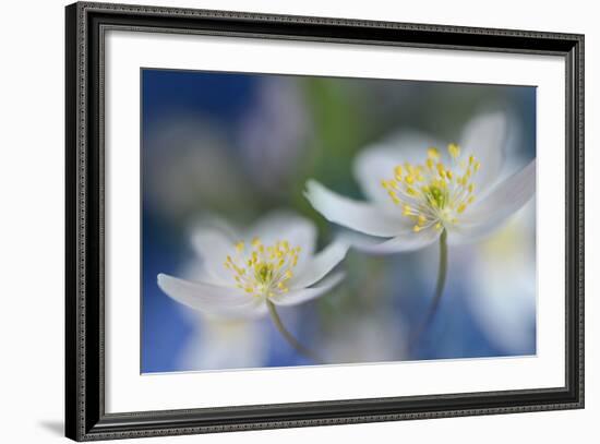 White Beauties-Heidi Westum-Framed Photographic Print