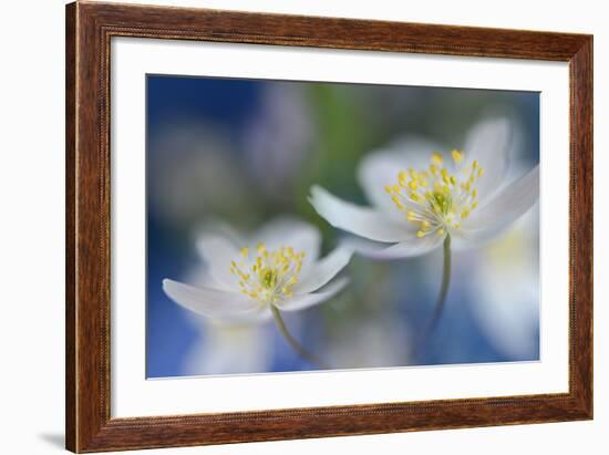 White Beauties-Heidi Westum-Framed Photographic Print