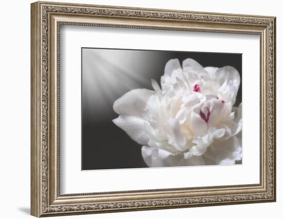 White Beauty-Philippe Sainte-Laudy-Framed Photographic Print