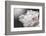 White Beauty-Philippe Sainte-Laudy-Framed Photographic Print