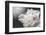 White Beauty-Philippe Sainte-Laudy-Framed Photographic Print