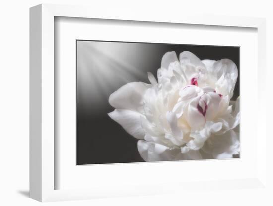 White Beauty-Philippe Sainte-Laudy-Framed Photographic Print