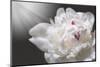 White Beauty-Philippe Sainte-Laudy-Mounted Photographic Print