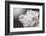 White Beauty-Philippe Sainte-Laudy-Framed Photographic Print