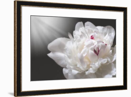 White Beauty-Philippe Sainte-Laudy-Framed Photographic Print