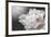 White Beauty-Philippe Sainte-Laudy-Framed Photographic Print