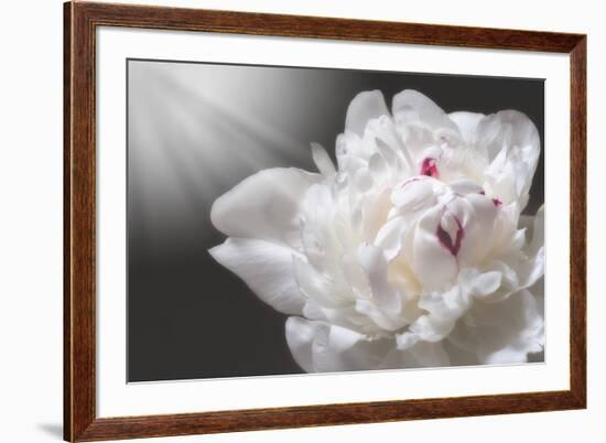 White Beauty-Philippe Sainte-Laudy-Framed Photographic Print