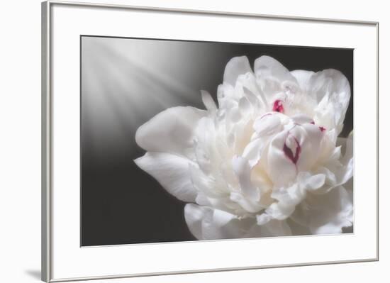 White Beauty-Philippe Sainte-Laudy-Framed Photographic Print