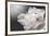 White Beauty-Philippe Sainte-Laudy-Framed Photographic Print