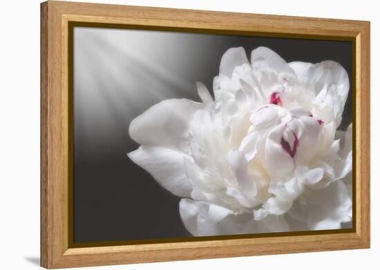 White Beauty-Philippe Sainte-Laudy-Framed Premier Image Canvas