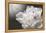 White Beauty-Philippe Sainte-Laudy-Framed Premier Image Canvas