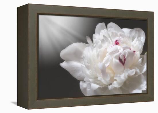 White Beauty-Philippe Sainte-Laudy-Framed Premier Image Canvas