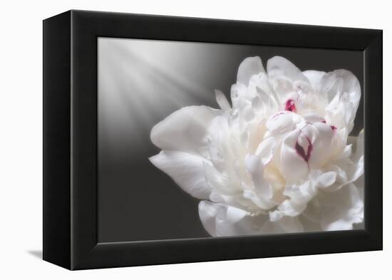 White Beauty-Philippe Sainte-Laudy-Framed Premier Image Canvas