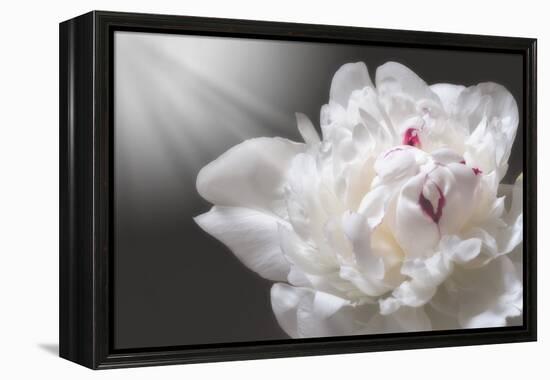 White Beauty-Philippe Sainte-Laudy-Framed Premier Image Canvas