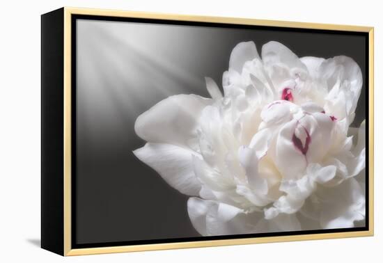 White Beauty-Philippe Sainte-Laudy-Framed Premier Image Canvas