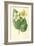 White Begonia-Frederick Edward Hulme-Framed Giclee Print