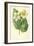 White Begonia-Frederick Edward Hulme-Framed Giclee Print