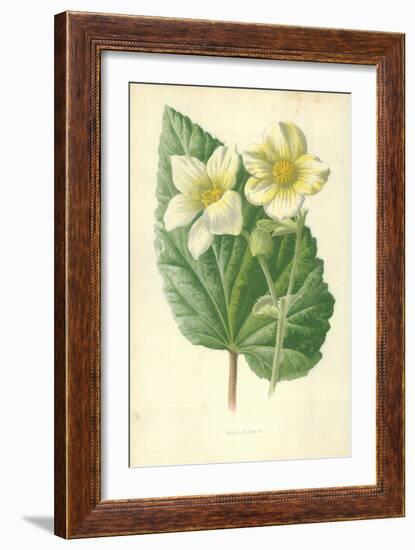 White Begonia-Frederick Edward Hulme-Framed Giclee Print