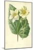 White Begonia-Frederick Edward Hulme-Mounted Giclee Print