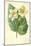White Begonia-Frederick Edward Hulme-Mounted Giclee Print