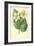 White Begonia-Frederick Edward Hulme-Framed Giclee Print