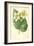 White Begonia-Frederick Edward Hulme-Framed Giclee Print