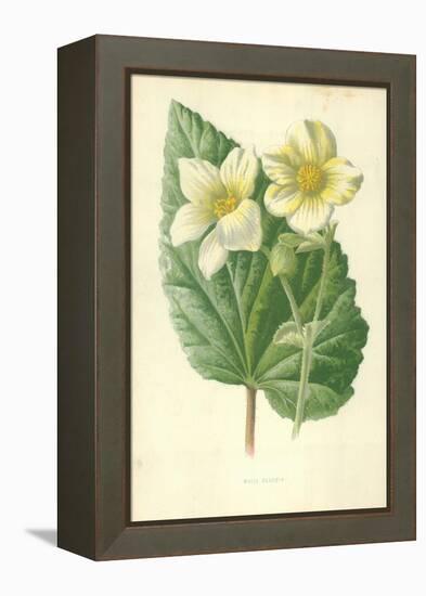 White Begonia-Frederick Edward Hulme-Framed Premier Image Canvas