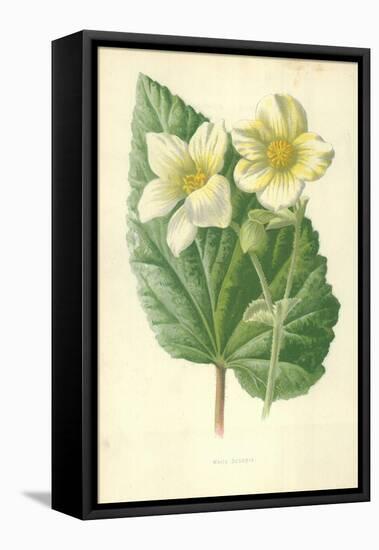 White Begonia-Frederick Edward Hulme-Framed Premier Image Canvas