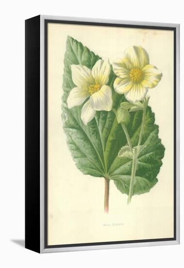 White Begonia-Frederick Edward Hulme-Framed Premier Image Canvas