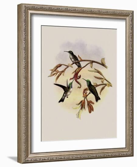 White-Bellied Cacique, C?ligena Hemileuca-John Gould-Framed Giclee Print