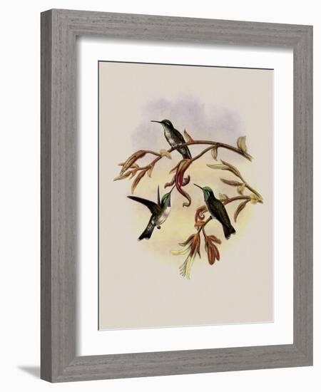 White-Bellied Cacique, C?ligena Hemileuca-John Gould-Framed Giclee Print