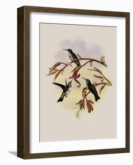 White-Bellied Cacique, C?ligena Hemileuca-John Gould-Framed Giclee Print