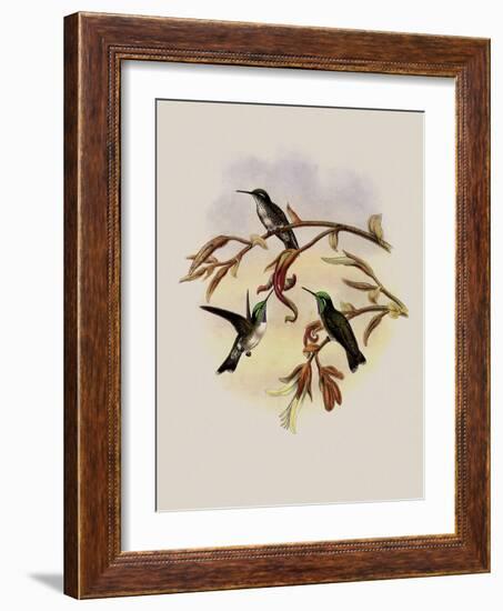 White-Bellied Cacique, C?ligena Hemileuca-John Gould-Framed Giclee Print