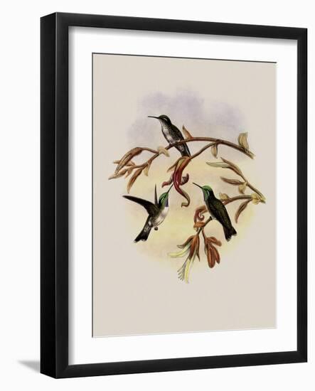 White-Bellied Cacique, C?ligena Hemileuca-John Gould-Framed Giclee Print