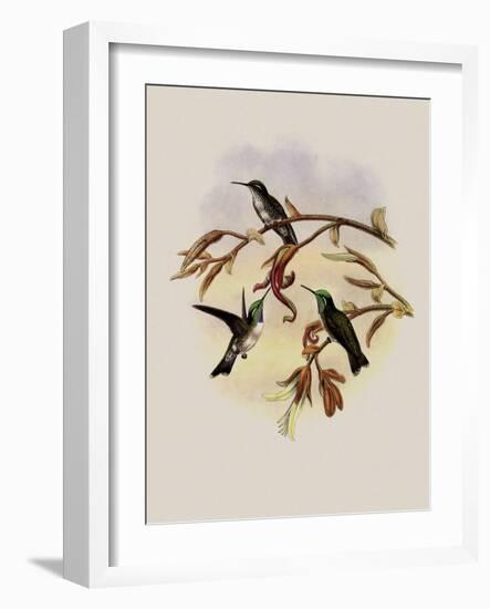 White-Bellied Cacique, C?ligena Hemileuca-John Gould-Framed Giclee Print