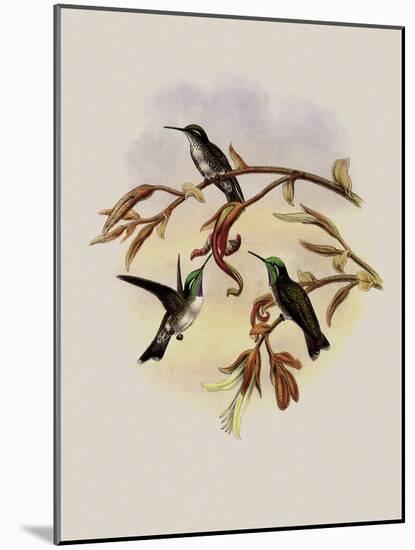 White-Bellied Cacique, C?ligena Hemileuca-John Gould-Mounted Giclee Print