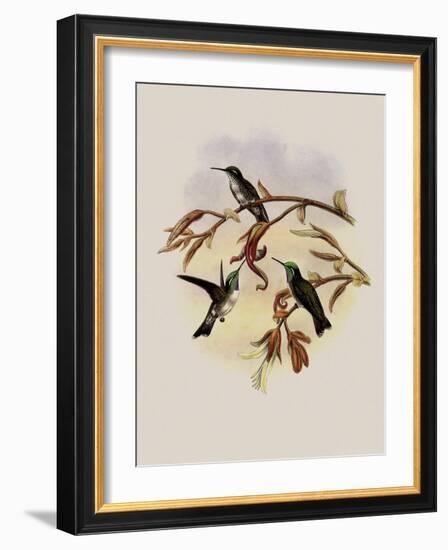 White-Bellied Cacique, C?ligena Hemileuca-John Gould-Framed Giclee Print