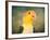 White Bellied Caique Portrait-Jai Johnson-Framed Giclee Print