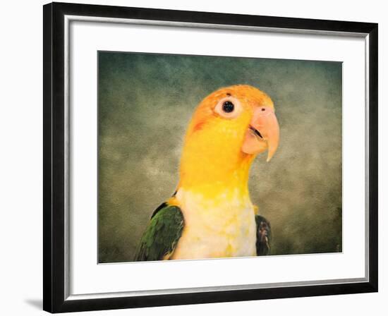 White Bellied Caique Portrait-Jai Johnson-Framed Giclee Print