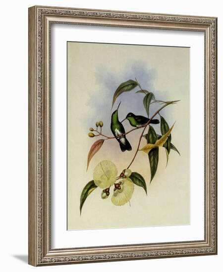 White-Bellied Emerald, Thaumatias Albiventris-John Gould-Framed Giclee Print