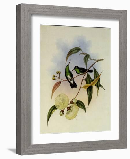 White-Bellied Emerald, Thaumatias Albiventris-John Gould-Framed Giclee Print