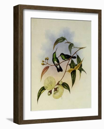 White-Bellied Emerald, Thaumatias Albiventris-John Gould-Framed Giclee Print