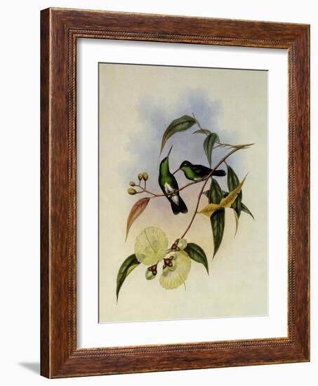 White-Bellied Emerald, Thaumatias Albiventris-John Gould-Framed Giclee Print