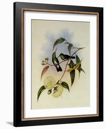 White-Bellied Emerald, Thaumatias Albiventris-John Gould-Framed Giclee Print