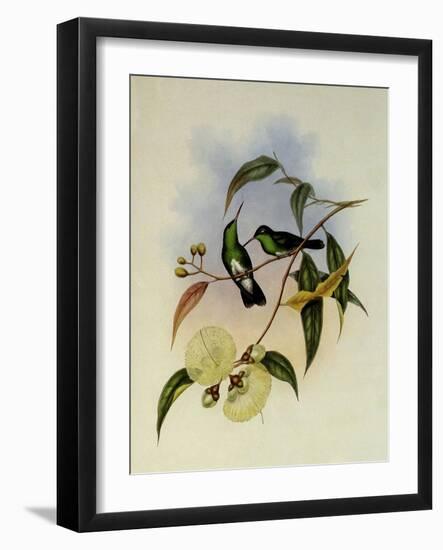 White-Bellied Emerald, Thaumatias Albiventris-John Gould-Framed Giclee Print