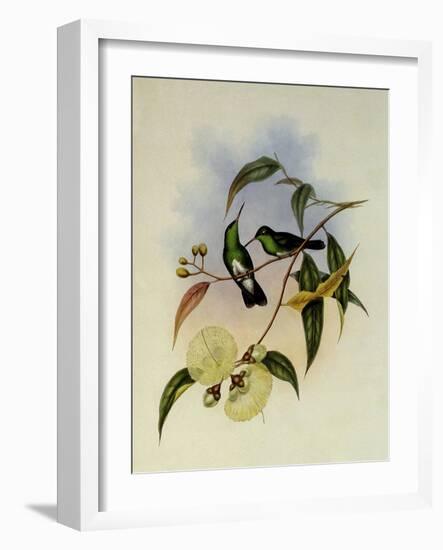 White-Bellied Emerald, Thaumatias Albiventris-John Gould-Framed Giclee Print